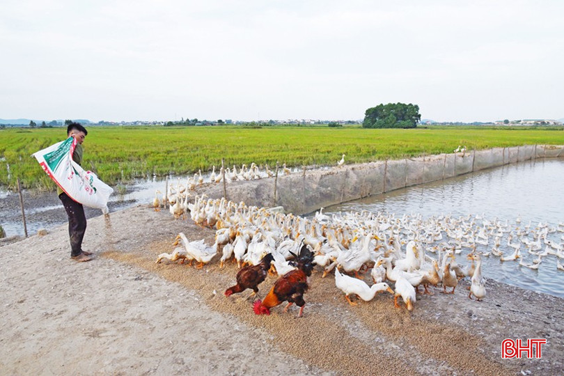 Đảm bảo an toàn dịch bệnh là yếu tố quyết định để anh Nguyễn Đức Thích ở xã Ích Hậu duy trì và phát triển đàn gia cầm. dsc-0445-copy-6901.jpg