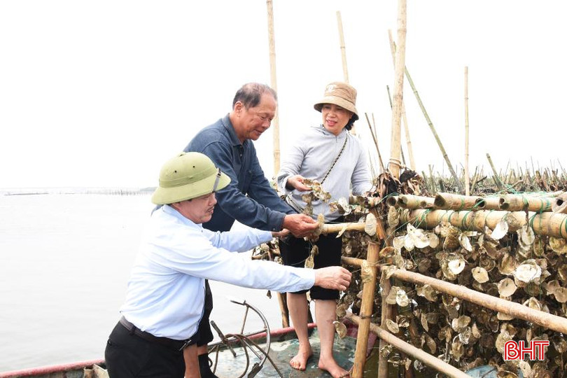 CCB Nguyễn Văn Việt (ở giữa) đang nhân rộng mô hình nuôi hàu tự nhiên. DSC_4329 - Copy.JPG