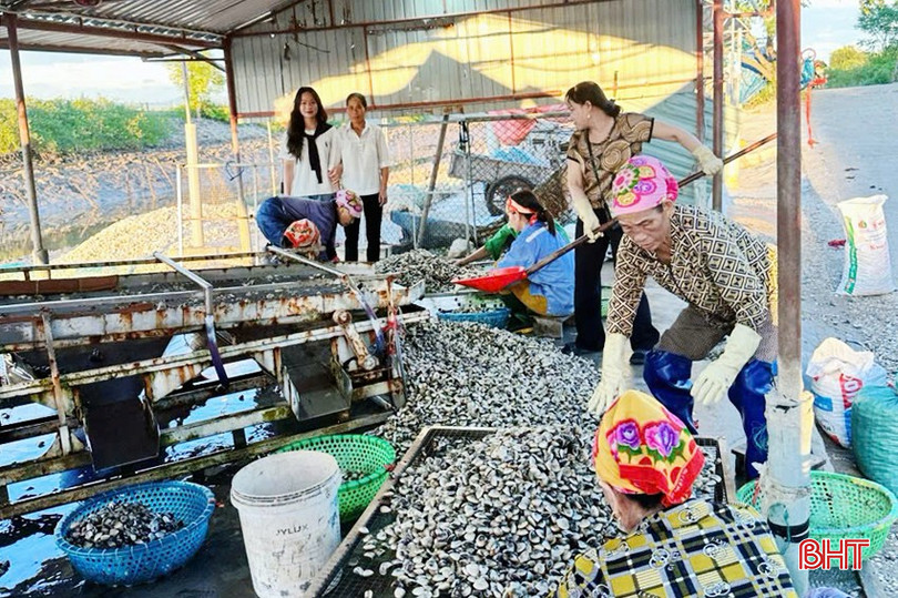 Sau khi thu hoạch từ bãi mang về, ngao được sơ tuyển, vệ sinh sạch sẽ trước khi bán cho thương lái. bqbht_br_1-copy.jpg