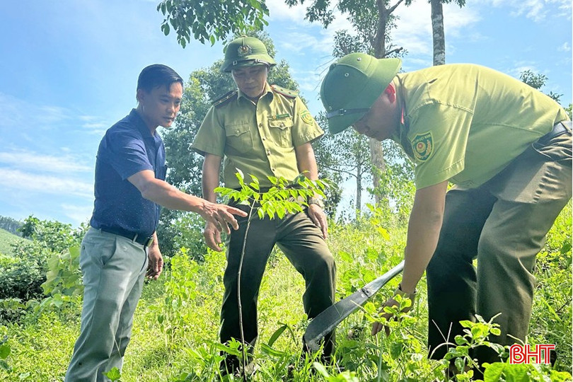 Cán bộ Hạt Kiểm lâm Hương Sơn kiểm tra cây bản địa được trồng ở khu vực rừng giao khoanh nuôi, tái sinh tại xã Sơn Kim 1. bqbht_br_2-copy.jpg