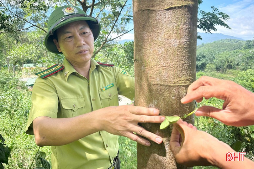 Đa số người trồng rừng ở Hà Tĩnh đều chưa ý thức được việc phát triển rừng bằng các loài cây bản địa sẽ giúp có những cánh rừng gỗ lớn, cho giá trị kinh tế và sử dụng cao, cải thiện chất lượng rừng trồng... bqbht_br_z6293606714229-cdb1b185ef7711c59a04e1d65a974abb.jpg