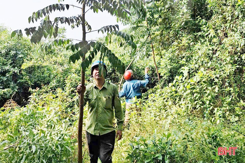 Cán bộ Ban Quản lý Rừng phòng hộ Nam Hà Tĩnh kiểm tra, chăm sóc rừng cây bản địa (thuộc vốn trồng rừng thay thế) được trồng 9 năm tuổi trong lâm phần. bqbht_br_1-copy.jpg