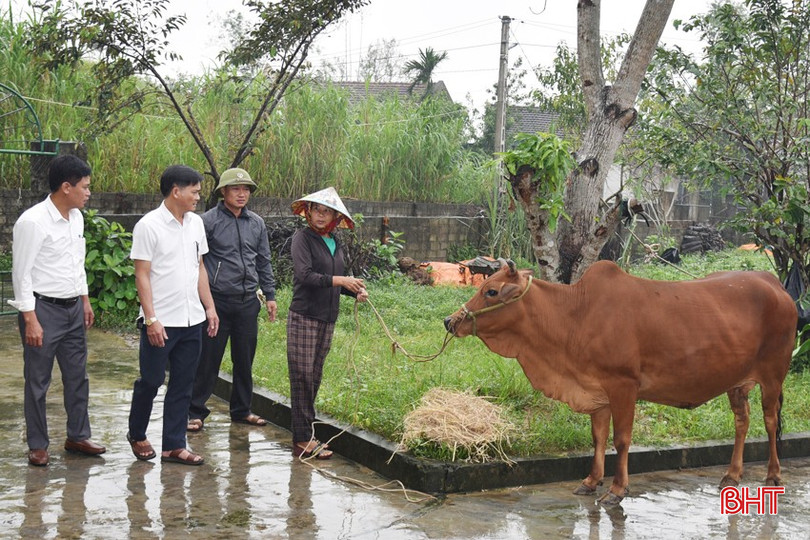 Con bò cái trị giá 21 triệu đồng vừa mới được hỗ trợ (trong đó có 16 triệu đồng nguồn giảm nghèo) là "cứu cánh" để chị Nguyễn Thị Lĩnh ở thôn 2 (xã Lộc Hà) thoát nghèo bền vững. bqbht_br_dsc-2161.jpg
