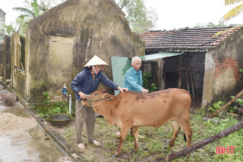 Con bê cái trị giá 16 triệu đồng vừa được Chương trình mục tiêu quốc gia giảm nghèo bền vững giai đoạn 2021 - 2025 hỗ trợ cho gia đình bà Nguyễn Thị Giảng ở thôn Hòa Bình (xã Lộc Hà). bqbht_br_dsc-2206.jpg