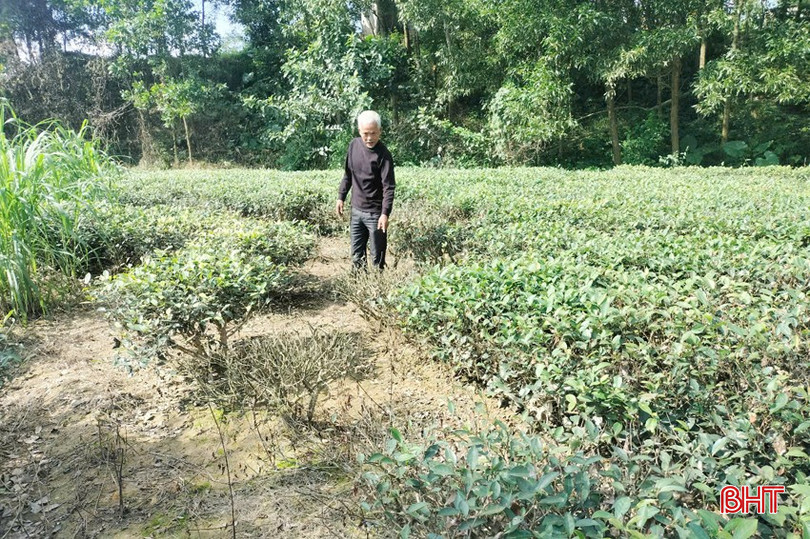 Ông Lê Thanh Hải cho rằng: Nước từ vỏ keo tràm chảy ra rất độc nên dù chăm sóc cẩn thận nhưng những luống chè gần cơ sở chế biến băm dăm vẫn bị chết dần, chết mòn vì ô nhiễm. bqbht_br_4-copy.jpg