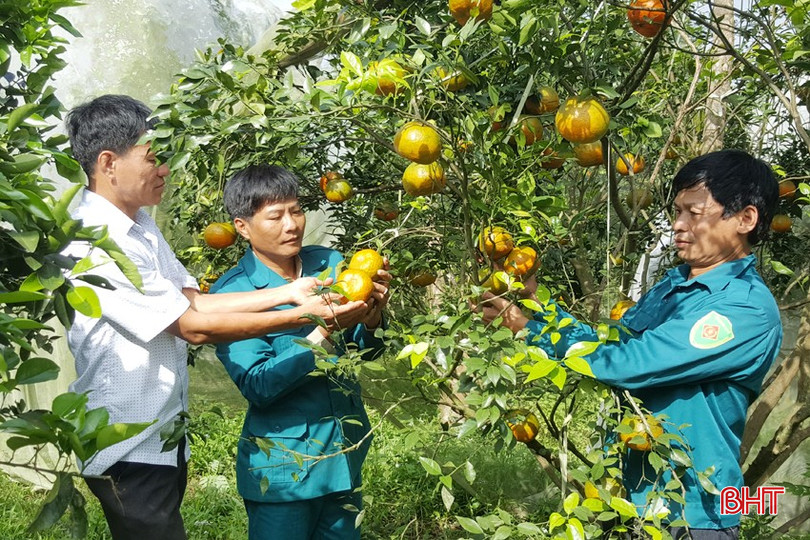 Hợp tác xã cam Khe Mây Long Nhâm do chiến sĩ dân quân Đinh Văn Nhâm (ở giữa) làm chủ nhiệm là mô hình kinh tế tiêu biểu mang lại hiệu quả kinh tế cao trên địa bàn xã Hương Đô. bqbht_br_anh-4.jpg