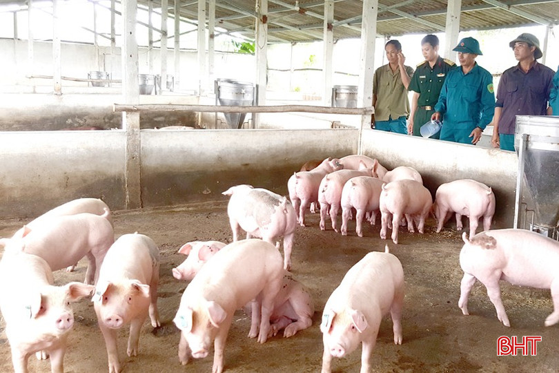 Anh Trần Quốc Phương - Chỉ huy trưởng Ban CHQS xã Tân Lâm Hương (huyện Thạch Hà) được tạo điều kiện tiếp cận nguồn vốn vay ưu đãi để đầu tư chuồng trại, mở rộng quy mô chăn nuôi đàn lợn siêu nạc. bqbht_br_anh-3.jpg
