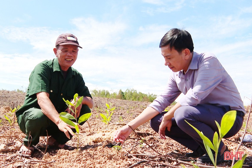 Những mầm xanh đầu tiên trên những cánh rừng nguyên liệu vừa mới được khai thác. bqbht_br_4.jpg