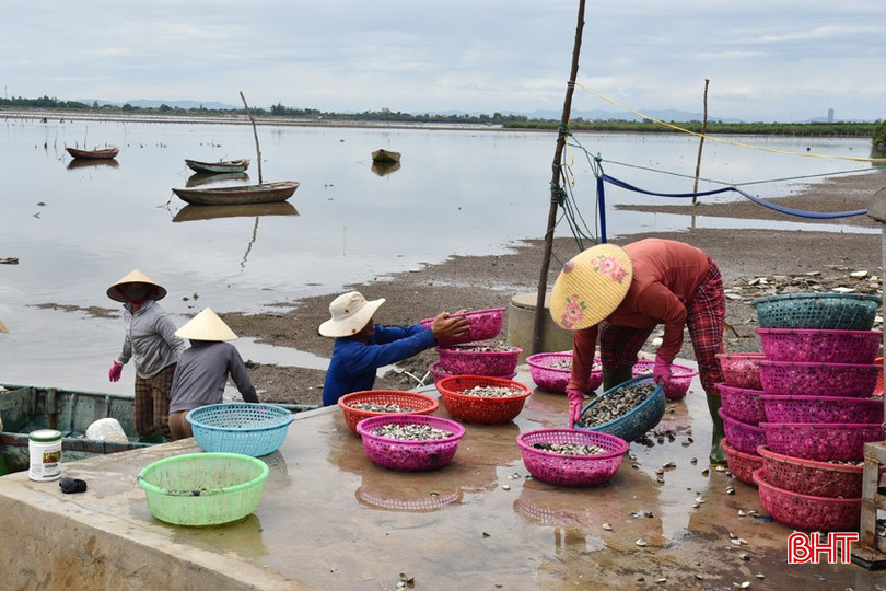 Thuyền cập bến, ngao được vận chuyển vào khu sơ chế. bqbht_br_dsc-9618.jpg