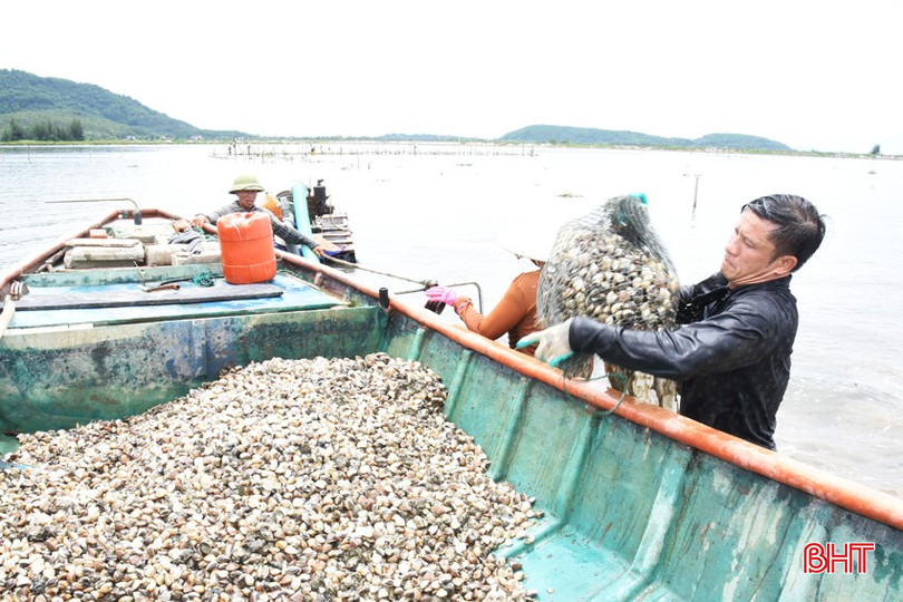 Người dân thôn Mai Lâm (xã Mai Phụ) gấp rút thu hoạch ngao thương phẩm trên các bãi bồi. bqbht_br_dsc-9684.jpg