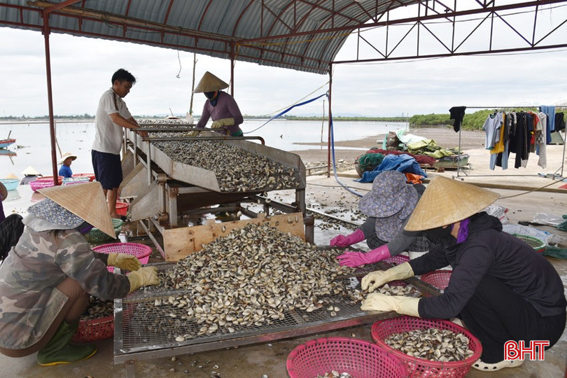 Các hộ nuôi tiến hành phân loại theo kích cỡ và loại bỏ những con bị chết, rác thải, bùn đất... bqbht_br_dsc-9616.jpg