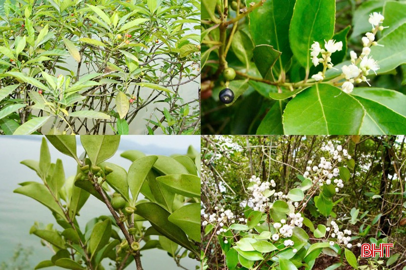Những loài thực vật đặc hữu phân bố trong khu bảo tồn. bqbht_br_z6369538371560-eabfd11f5aacaeb297219d4624357301.jpg