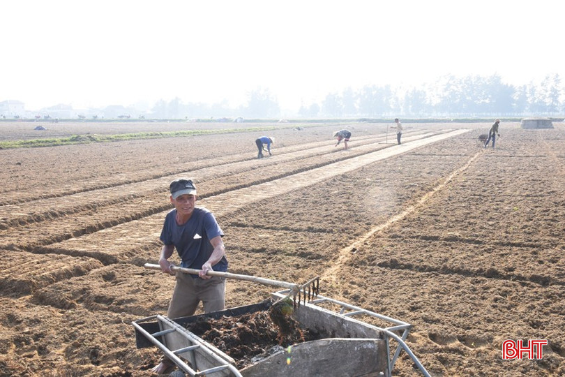Tranh thủ thời tiết nắng ráo, gia đình ông Phan Huân (thị trấn Lộc Hà) gấp rút đẩy nhanh tiến độ xuống giống lạc xuân. bqbht_br_dsc-4746-copy.jpg