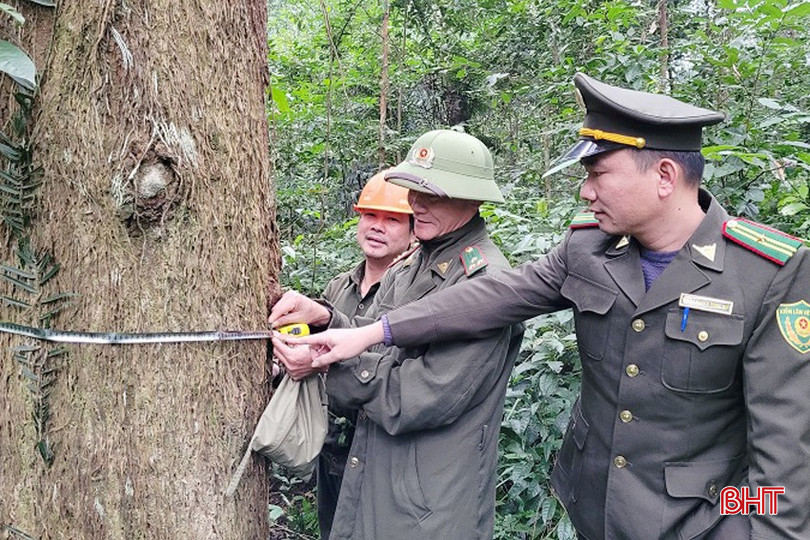 Các lực lượng chức năng kiểm tra, kiểm đếm các cây gỗ quý, kích thước lớn trong các vùng rừng đặc dụng ở Hương Sơn. bqbht_br_20230102-143506-copy.jpg