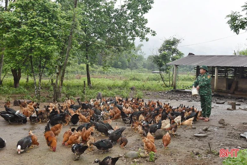 Đàn gia cầm đông đúc của Đồn Biên phòng Hương Quang (Vũ Quang).