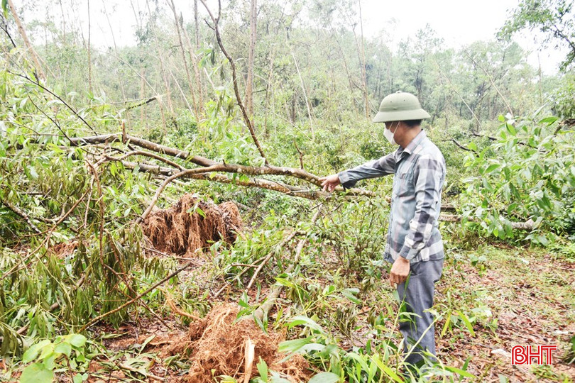 Người dân xã Cẩm Duệ kiểm tra rừng keo bị thiệt hại sau bão số 10. bqbht_br_dsc-0500-copy.jpg