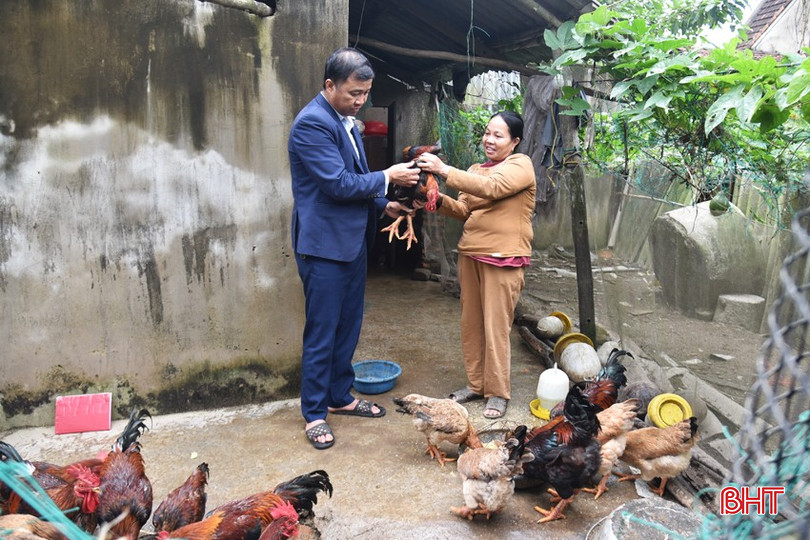 Модель засобів до існування курей, що підтримує пані Тран Тхі Дунг (село Тхуонг Нгуєн), виявилася ефективною, і поголів'я відновлювалося багато разів. bqbht_br_dsc-2617.jpg