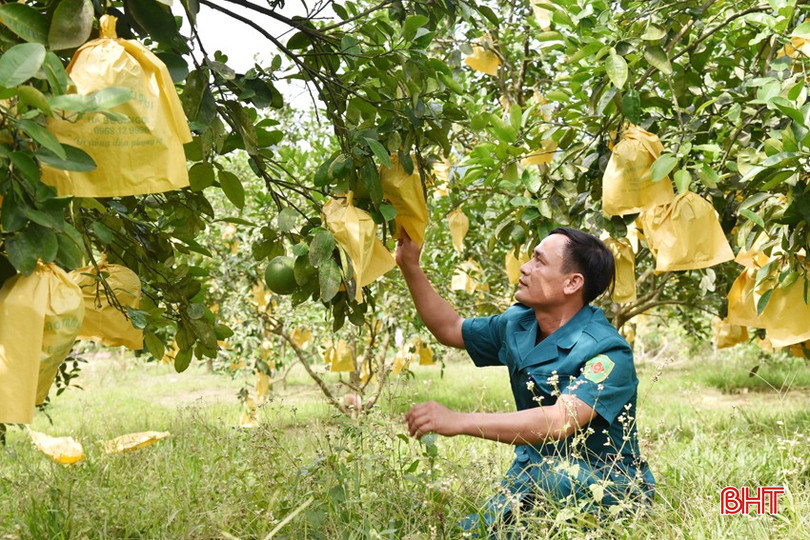 Mô hình trồng bưởi Phúc Trạch kết hợp chăn nuôi trâu bò của anh Cao Viết Sơn – Chỉ huy trưởng Ban CHQS xã Hương Trạch. dsc-3893-1880.jpg