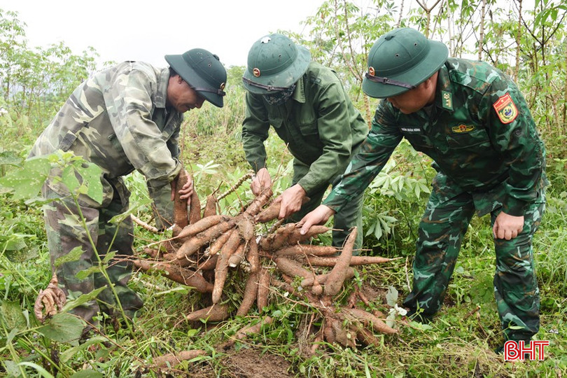 Bộ đội Biên phòng Hương Quang thu hoạch sắn làm thức ăn vỗ béo đàn vật nuôi phục vụ nhu cầu Tết. bqbht_br_dsc-0604.jpg
