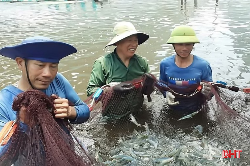 Công nhân thu tôm size lớn ở hồ nuôi thâm canh, công nghệ cao của anh Trần Văn Ân. bqbht_br_2-copy.jpg