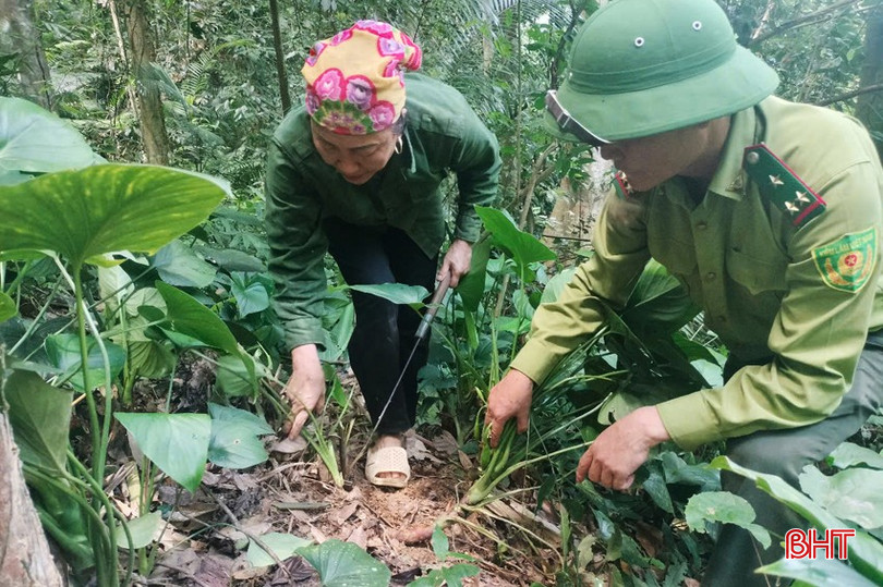 Để cải thiện môi trường sinh thái và nâng cao thu nhập cho người dân, Hương Sơn đã trồng 1.244 ha cây dược liệu dưới tán lá rừng tái sinh, trong đó nhiều nhất là cây thiên niên kiện. bqbht_br_cac-loai-cay-duoc-lieu-phu-kin-duoi-tan-rung-tai-sinh-vua-giup-lam-giau-he-sinh-thai-rung-va-cho-nguoi-dan-nguon-thu-nhap-tot.jpg