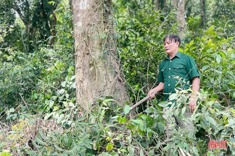 Ông Trần Văn Sơn ở thôn Khe 5 (xã Sơn Kim 1) phát dọn, kiểm tra các gốc gỗ quý trong khu rừng được giao cho gia đình khoanh nuôi, bảo vệ, xúc tiến tái sinh. bqbht_br_ong-tran-van-son-phat-don-bao-ve-cac-cay-lim-lon-trong-khu-rung-cua-gia-dinh.jpg