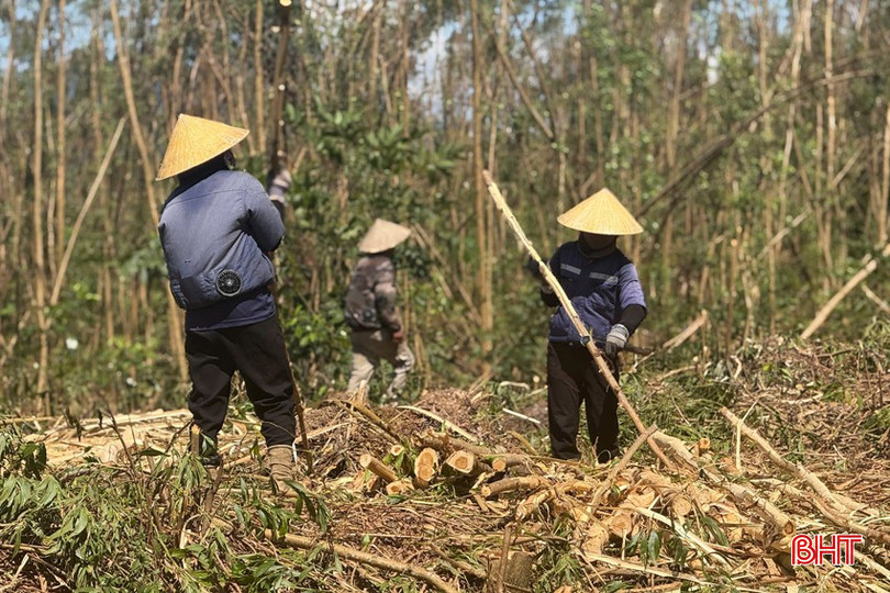 Nghe tin sắp có bão lớn, dân đây người dân xã Cẩm Duệ gấp rút đẩy nhanh tiến độ tận thu keo, tràm bị đổ gãy từ trận bão trước để giảm thiểu thiệt hại. bqbht_br_1-copy.jpg