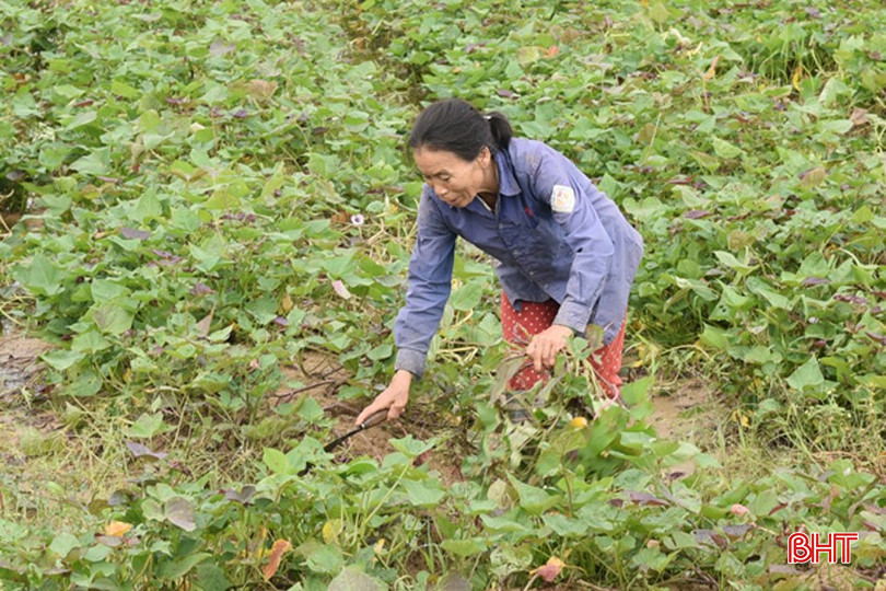 Nông dân thôn Nam Sơn (xã Thịnh Lộc) cắt ngọn giống để phục vụ sản xuất khoai vụ đông. dsc-1958-copy-3741.jpg