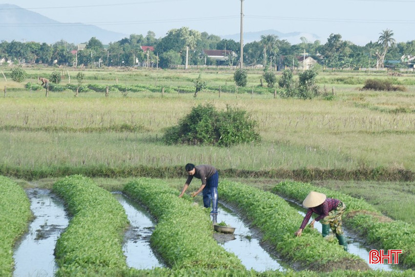 Nông dân thôn Sơn Phú (xã Mai Phụ) tranh thủ thu hoạch rau mầm sau những ngày mưa lớn để tránh hư hại. dsc-1136-copy-8007.jpg