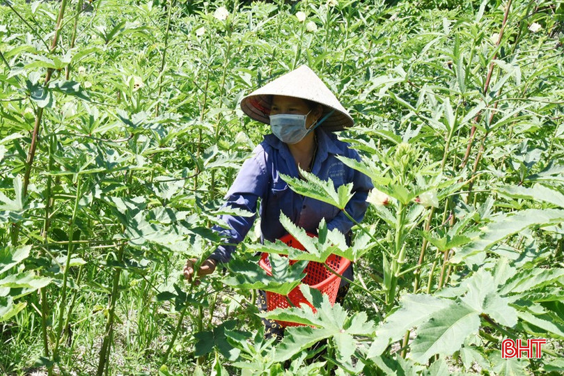 Vụ đông góp phần rất quan trọng trong việc cải thiện sinh kế, thu nhập cho nông dân Lộc Hà. dsc-8960-copy-3541.jpg