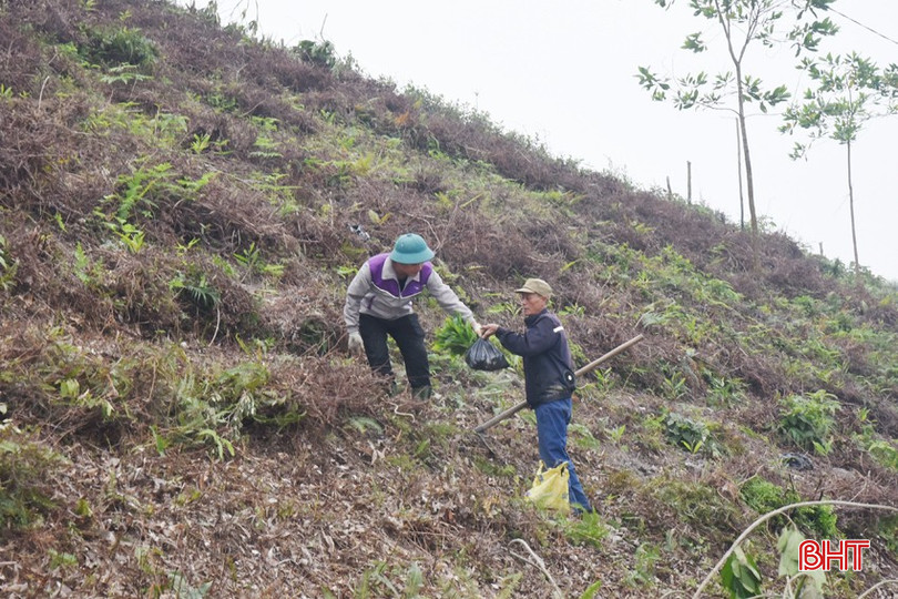 Người dân Quang Thọ (Vũ Quang) trồng rừng vụ xuân năm 2025. bqbht_br_dsc-4198-copy.jpg