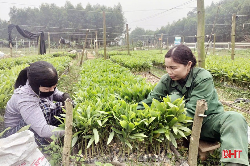Các vườn ươm ở xã Quang Thọ (Vũ Quang) chuẩn bị cây giống để bán cho người trồng rừng vụ xuân. bqbht_br_3-copy.jpg