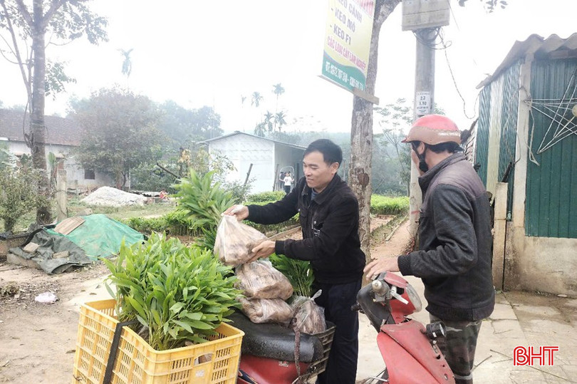 Người trồng rừng ở xã Hà Linh (Hương Khê) mua keo giống về tái sản xuất những cánh rừng nguyên liệu mới thu hoạch xong. bqbht_br_4-copy.jpg