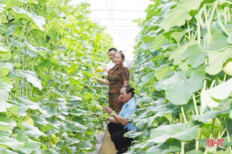 Mô hình cải tạo vườn tạp trồng dưa lưới của chị Lê Thị Hoa ở xã Mai Phụ. DSC_8555.JPG