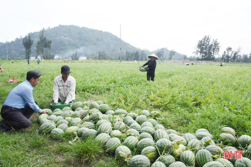 Mô hình trồng dưa hấu hữu cơ liên kết với Tập đoàn Quế Lâm của nông dân thôn Nam Sơn (Thịnh Lộc). DSC_6331 - Copy.JPG
