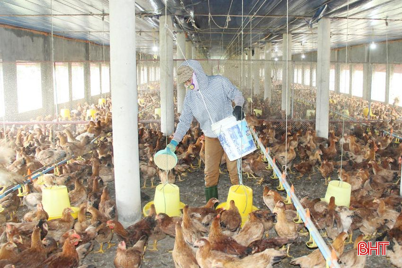 Trại gà của HTX Chăn nuôi Tài Lực là điểm nhấn nổi bật trong bức tranh chăn nuôi gia cầm ở Lộc Hà. IMG_5785 - Copy.JPG