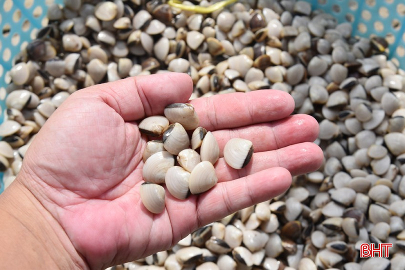 Loại ngao giống lý tưởng (khoảng 500 con/kg) đang rất khan hiếm và có giá cao ở Hà Tĩnh. bqbht_br_dsc-1699.jpg