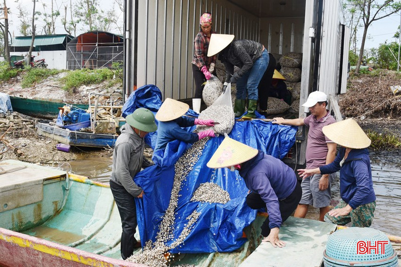 Người nuôi ngao thôn Mai Lâm (xã Mai Phụ) bốc ngao giống từ xe xuống xuồng để đưa ra nuôi ở các bãi bồi ven sông. bqbht_br_dsc-1657.jpg