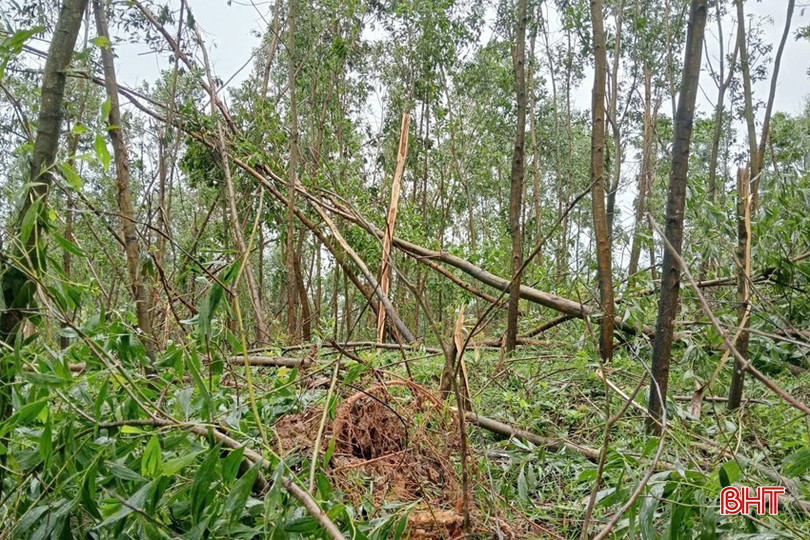Huyện Hương Khê cũ có 15 tiểu khu bị bão gây hư hại 67 ha rừng trồng ở mức độ từ 30 - 50%. bqbht_br_dsc-0407-copy.jpg