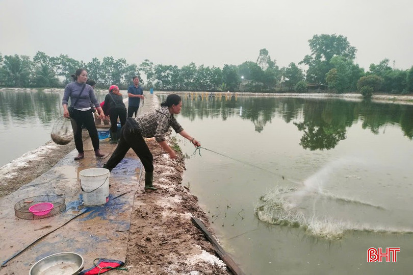 Anh Trần Phi Châu thu hoạch tôm thẻ chân trắng nuôi trong vùng nước ngọt. bqbht_br_111-copy.jpg
