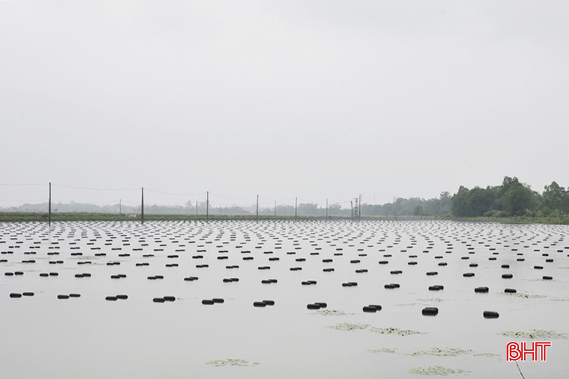 Xu hướng nuôi trai lấy ngọc trong ao, hồ nước ngọt đang khá phát triển, bước đầu đã cho những tín hiệu khả quan. (Ảnh chụp ở vùng nuôi xã Thạch Kênh). bqbht_br_dsc-6830-copy.jpg