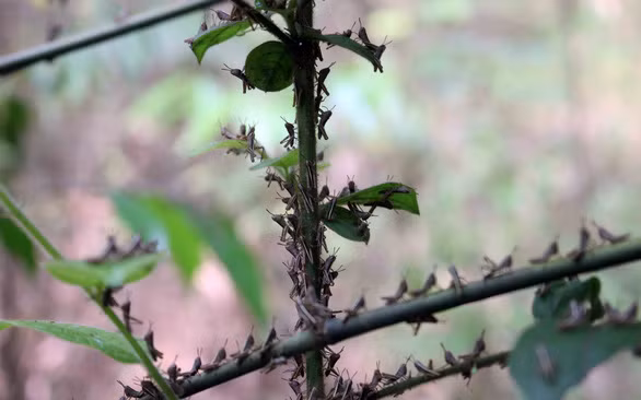 Châu chấu sa mạc có thể vào Việt Nam tháng 6: phải phòng ngừa từ xa