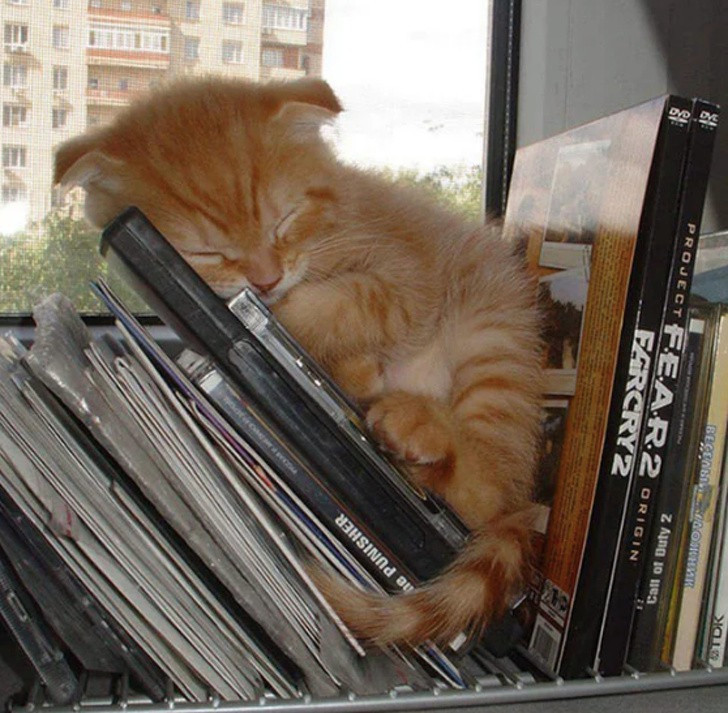  Ngắm khoảnh khắc đáng yêu của động vật khi ngủ