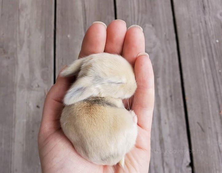  Ngắm khoảnh khắc đáng yêu của động vật khi ngủ