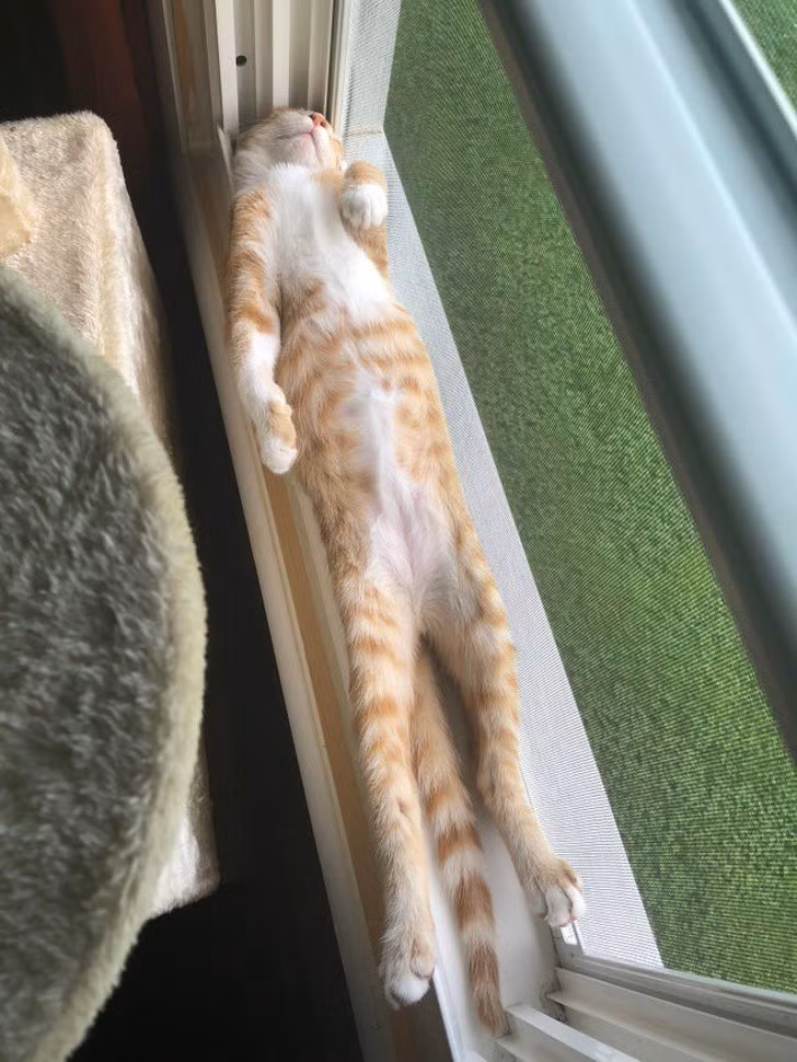  Ngắm khoảnh khắc đáng yêu của động vật khi ngủ