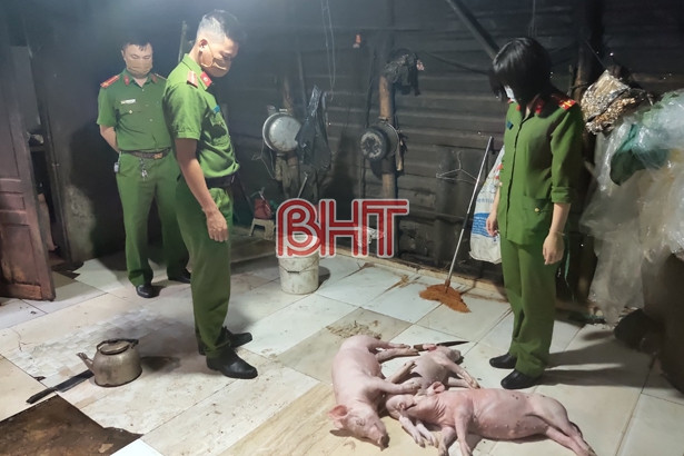 Mua lợn chết về quay bán cho khách hàng ở TP. Hà Tĩnh