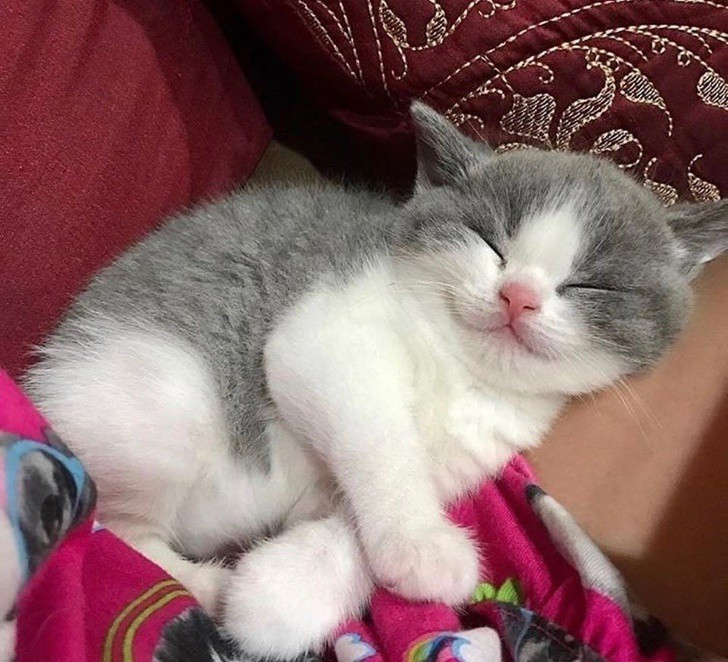  Ngắm khoảnh khắc đáng yêu của động vật khi ngủ