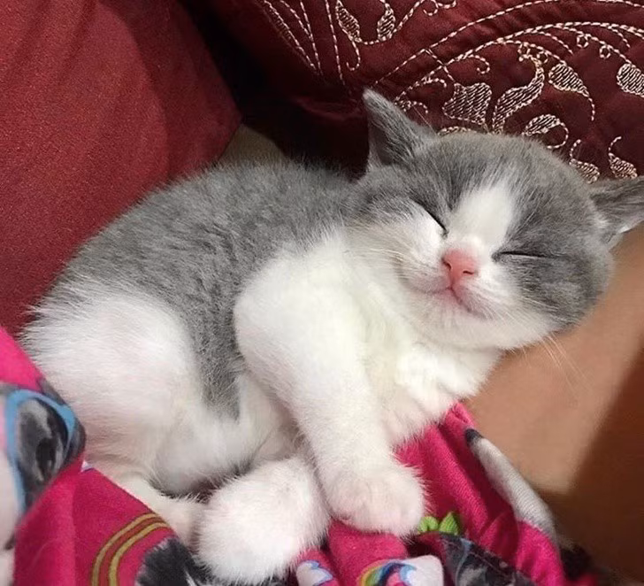  Ngắm khoảnh khắc đáng yêu của động vật khi ngủ