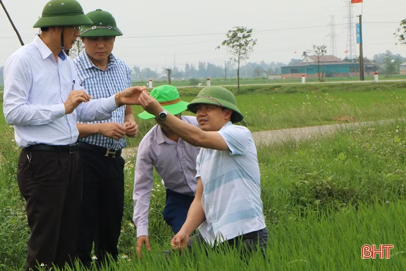 Theo dõi sát tình hình sinh trưởng, chủ động phòng trừ đạo ôn cổ bông trên lúa xuân