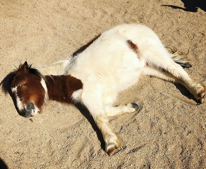  Ngắm khoảnh khắc đáng yêu của động vật khi ngủ